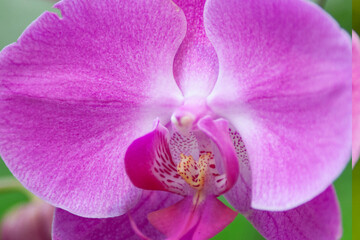 Fototapeta na wymiar Orchid flower in orchid garden at winter or spring day for beauty