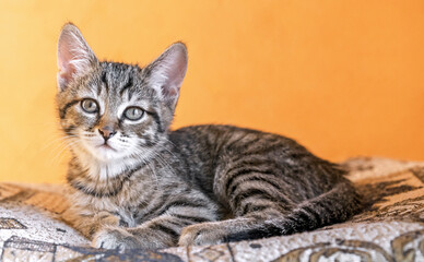 European shorthair kitten on an orange background.