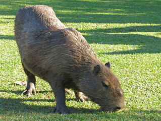 Isolated capybara eating at a brazilian park.