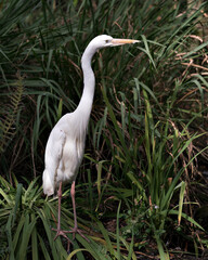 White Heron stock photo. Great White Heron. White Heron close-up profile view standing on foliage  in its environment and habitat with a foliage background.