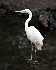 White Heron Stock Photos.  White Heron  in the water standing on rock with a moss rock background in its environment and habitat. Image. Picture. Portrait.