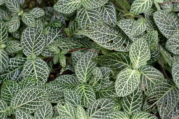 フィットニア・サニー・グリーン