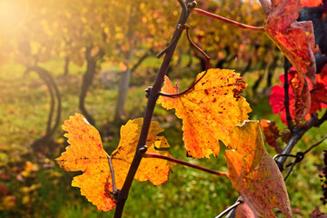 Red grapevine leaf autumn nature