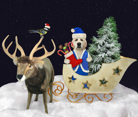 A dog in a Santa Claus costume with Christmas gifts sits in a reindeer sleigh in a winter wood.