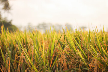 the yellow rice field is ready to be harvested