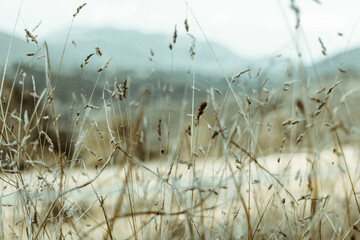 Wide shot of branches of living nature plants, in earth tones on blurred background