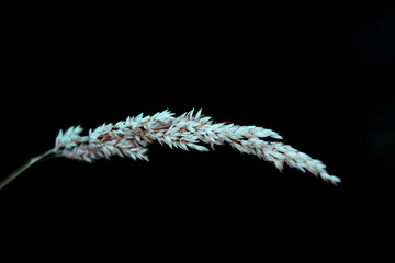 macro photography of a branch of a nature plant in the shape of a spike, and flowers in its extreme in white chlorine