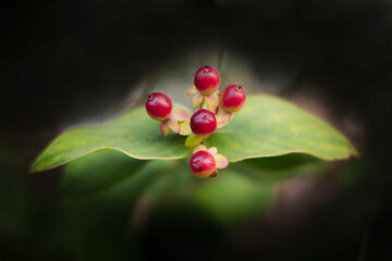detail of natural plant with red fruits with a rounded shape, on green leaf and blurred background