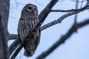 Blue hour owl