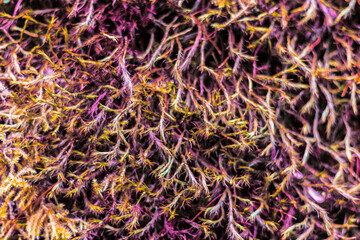 detail of natural grass vine in red tones, chopped plane, natural vivid.