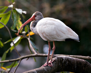White Ibis Photo. White Ibis juvenile bird close-up profile view perched on a branch  with a blur background, displaying feathers, blue eye, in its environment. Image. Portrait. Picture.