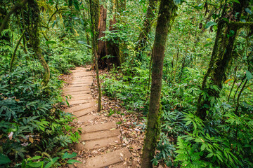 Obraz premium Beautiful, dense vegetation from the cloud-forests 