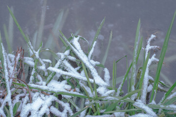 River grass frozen in the icy water in winter.