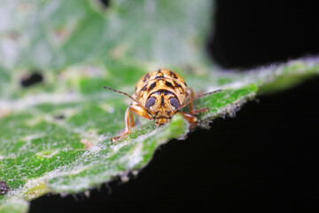 Leaf beetles inhabit wild plants in North China