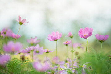Obraz na płótnie Canvas Nature of cosmos flower in garden using as cover page background natural flora wallpaper or template brochure landing page design