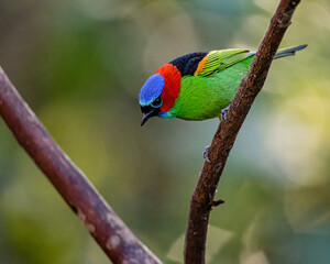 A multicolored songbird perched on a tree branch