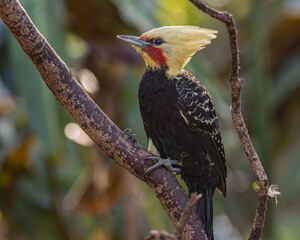 Fototapeta premium A yellow-headed woodpecker perched on a tree branch