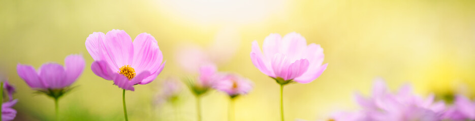 Nature of flower in garden using as cover page background natural flora wallpaper or template brochure landing page design