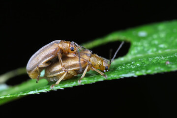 Leaf beetles inhabit wild plants in North China