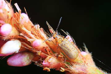 Leaf beetles inhabit wild plants in North China