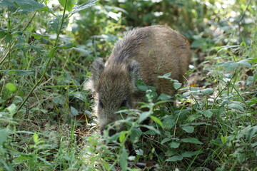 Wild Boar (Sus scrofa)  Western Pomerania Lagoon Area National Park