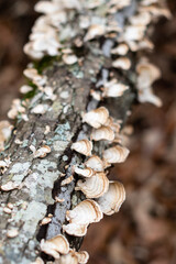 Moss, lichens and mushrooms gather on a log in a woodland ~WOODLAND~
