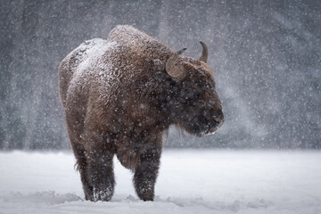 Forest Tramp. Giant Aurochs Or Bison Bonasus. Huge European Brown Bison ( Wisent ), One Of The Zoological Attraction Of Bialowieza Forest, Belarus. Lonely Endangered Wild Bull, Covered With Snow Crust - 400387641