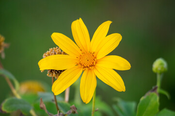 tithonia diversifolia (Mexican Sunflower)