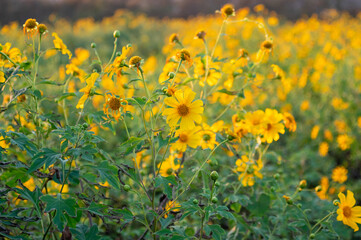 tithonia diversifolia (Mexican Sunflower)