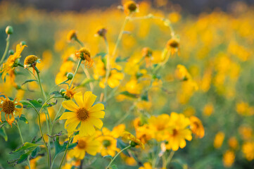 Obraz premium tithonia diversifolia (Mexican Sunflower)
