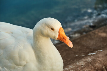 A white goose sitting near pond at Victoria Memorial garden, Kolkata. Illuminated in warm sunset lights.