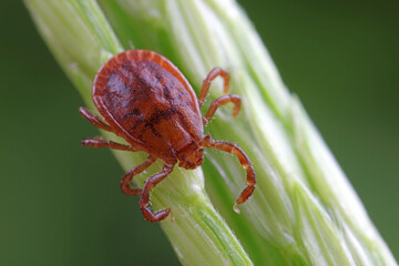 Ticks live on wild plants in the North China Plain