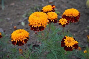 dandelions in the garden