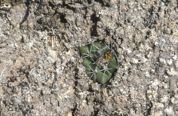 Am Standort von Turbinicarpus hoferi in Mexico