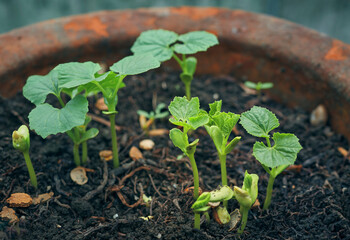 New life, germination of bitter gourd seed in soil bed