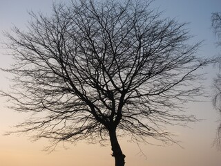 Tree Silhouetted by sunset sky