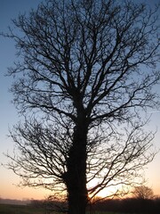 Tree Silhouetted by sunset sky