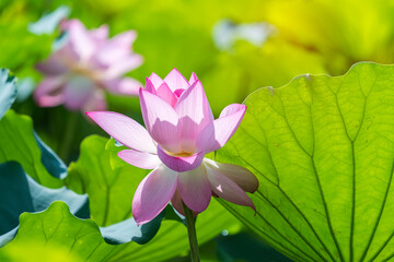 lotus flower blooming in summer pond with green leaves as background