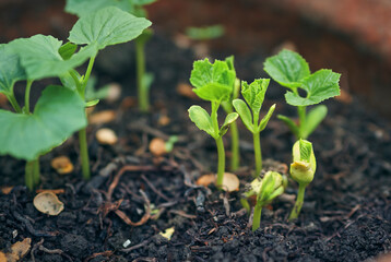 New life, germination of bitter gourd seed in soil bed