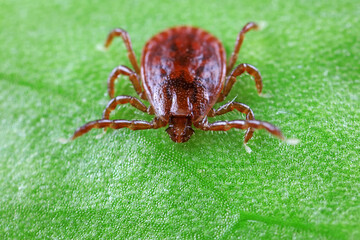 Ticks live on wild plants in the North China Plain