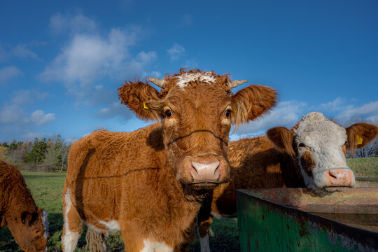 A closeup picture of a brown cow looking at the camera. Picture from Vomb, Scania, Sweden