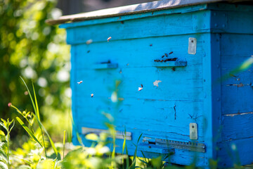 Beehive with bees.