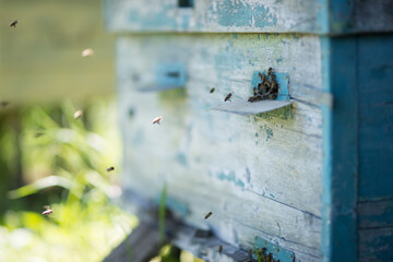Obraz na płótnie Canvas Beehive with bees.