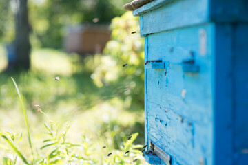 Beehive with bees.