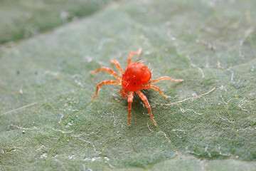 The red mite is found on wild plants in North China