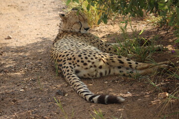 Rhino and Lion Nature Reserve, Krugersdorp, South Africa.