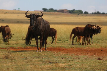 Naklejka na ściany i meble Rhino and Lion Nature Reserve, Krugersdorp, South Africa.