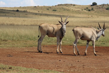 Rhino and Lion Nature Reserve, Krugersdorp, South Africa.