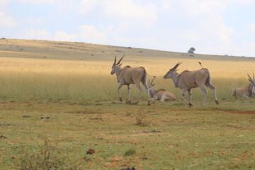 Fototapeta na wymiar Rhino and Lion Nature Reserve, Krugersdorp, South Africa.