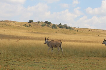 Naklejka na ściany i meble Rhino and Lion Nature Reserve, Krugersdorp, South Africa.